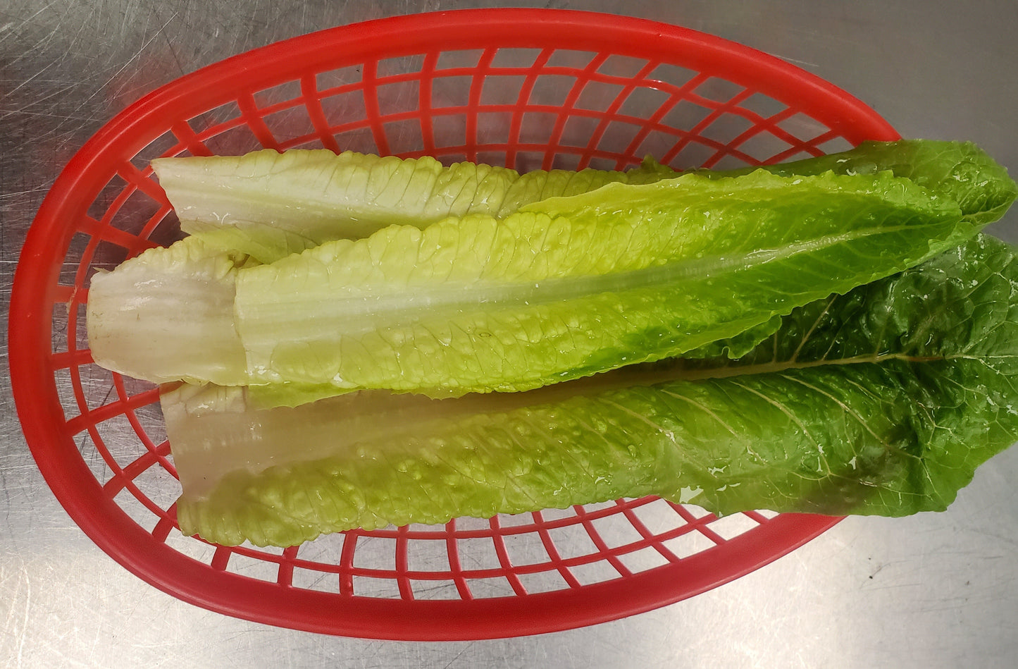 Romaine Lettuce